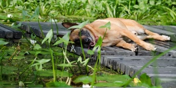 Dog Safety in Ponds Rivers Lakes and the Ocean Preventive Vet